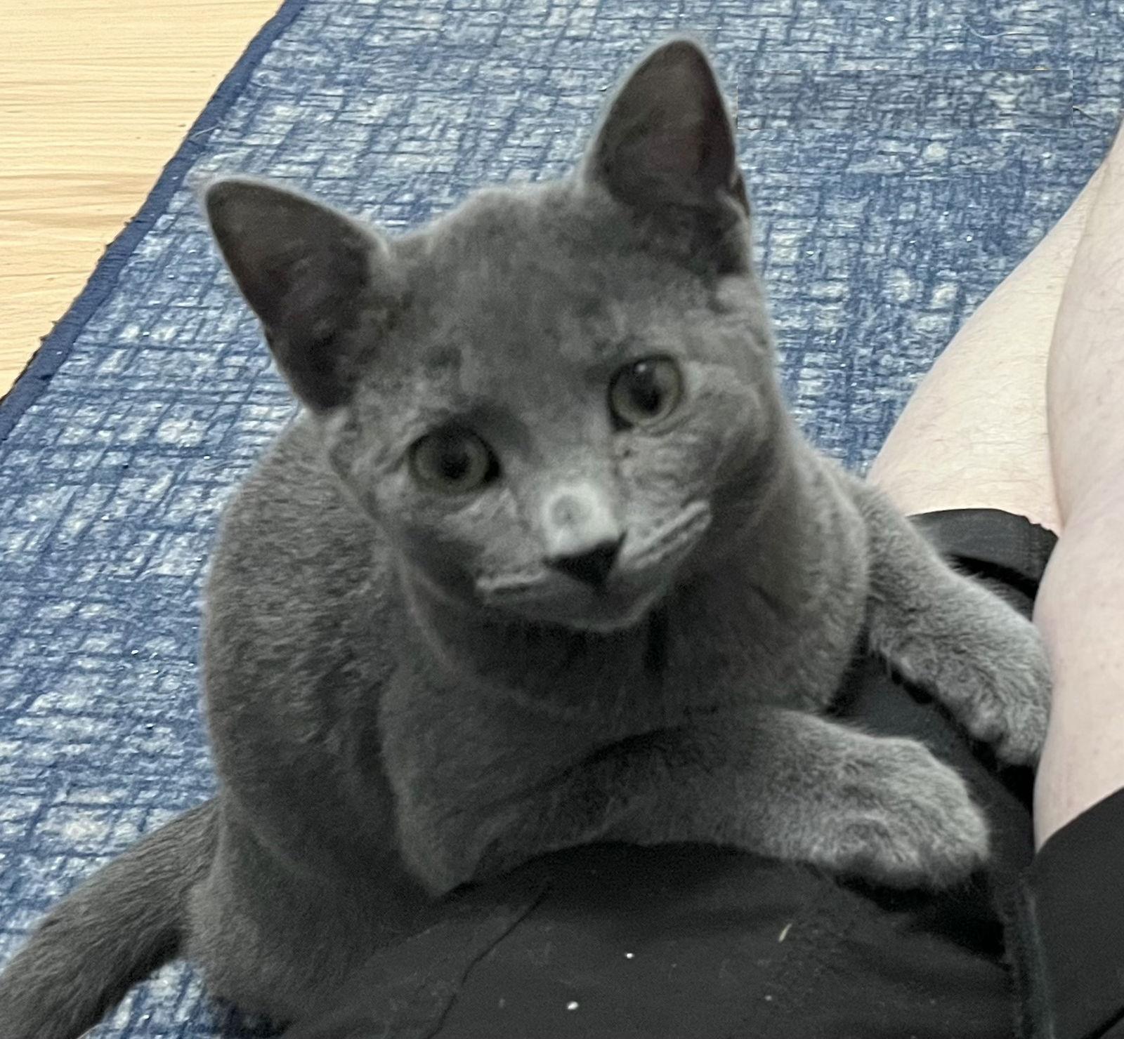 Enlarge Potato Head, a Adoptable Domestic Short Hair in McKinney, TX image 2/2