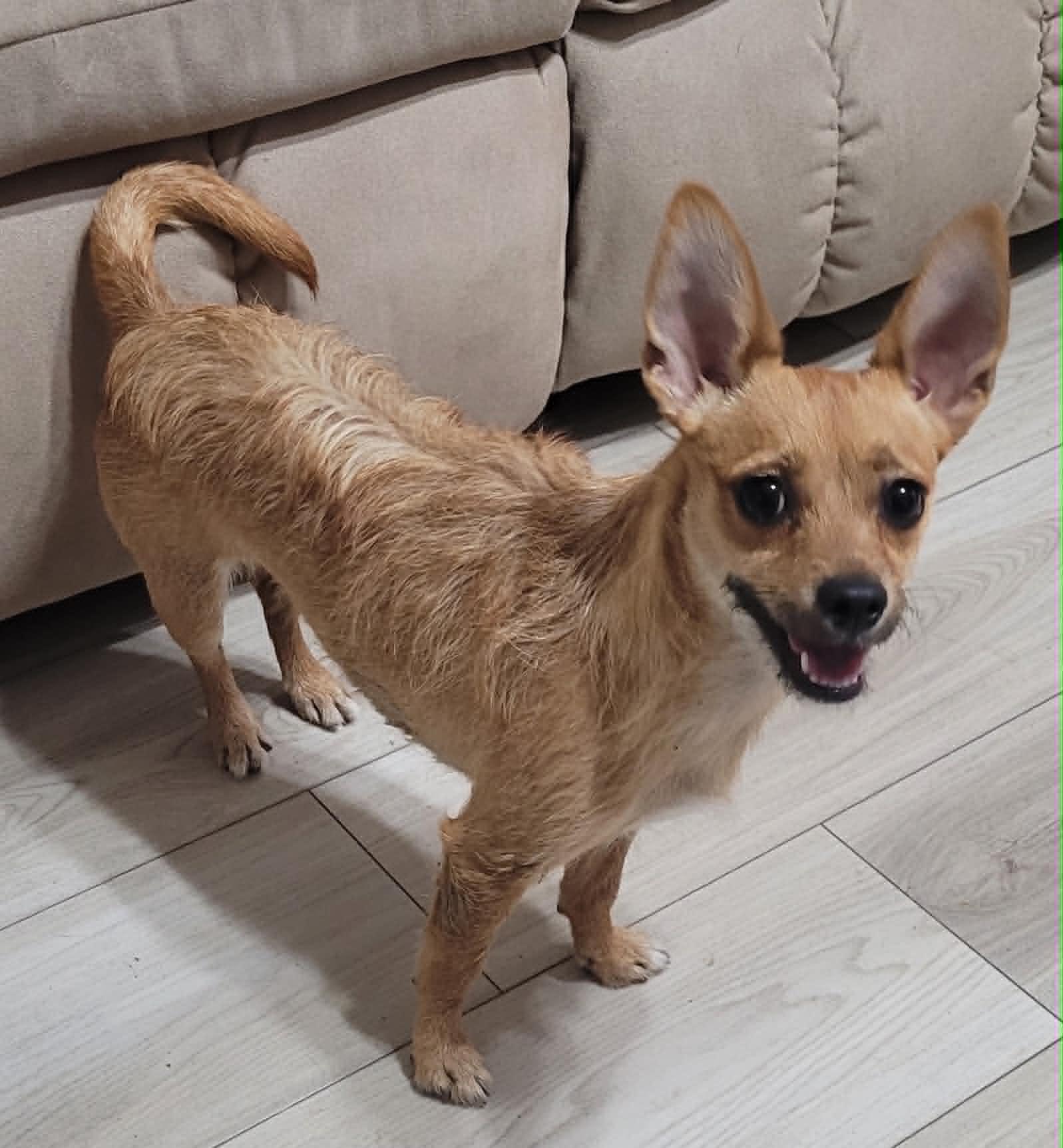 Enlarge Serenity, a ADOPTABLE mixed breed in Temple, TX image 1/2