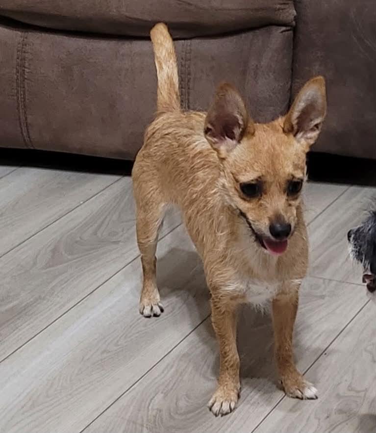 Enlarge Serenity, a ADOPTABLE mixed breed in Temple, TX image 2/2