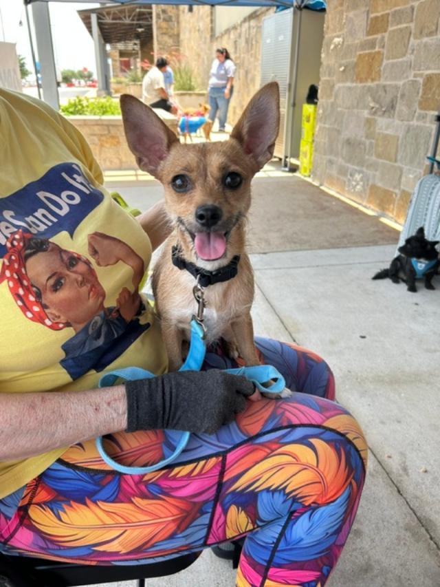 Serenity, a ADOPTABLE mixed breed in Temple, TX image 1/4