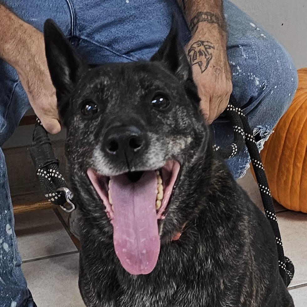Magnus, Adoptable, Senior Male Shepherd & Mixed Breed.