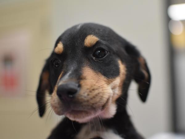 Merlin, Adoptable, Puppy Male Australian Cattle Dog / Blue Heeler & Hound.