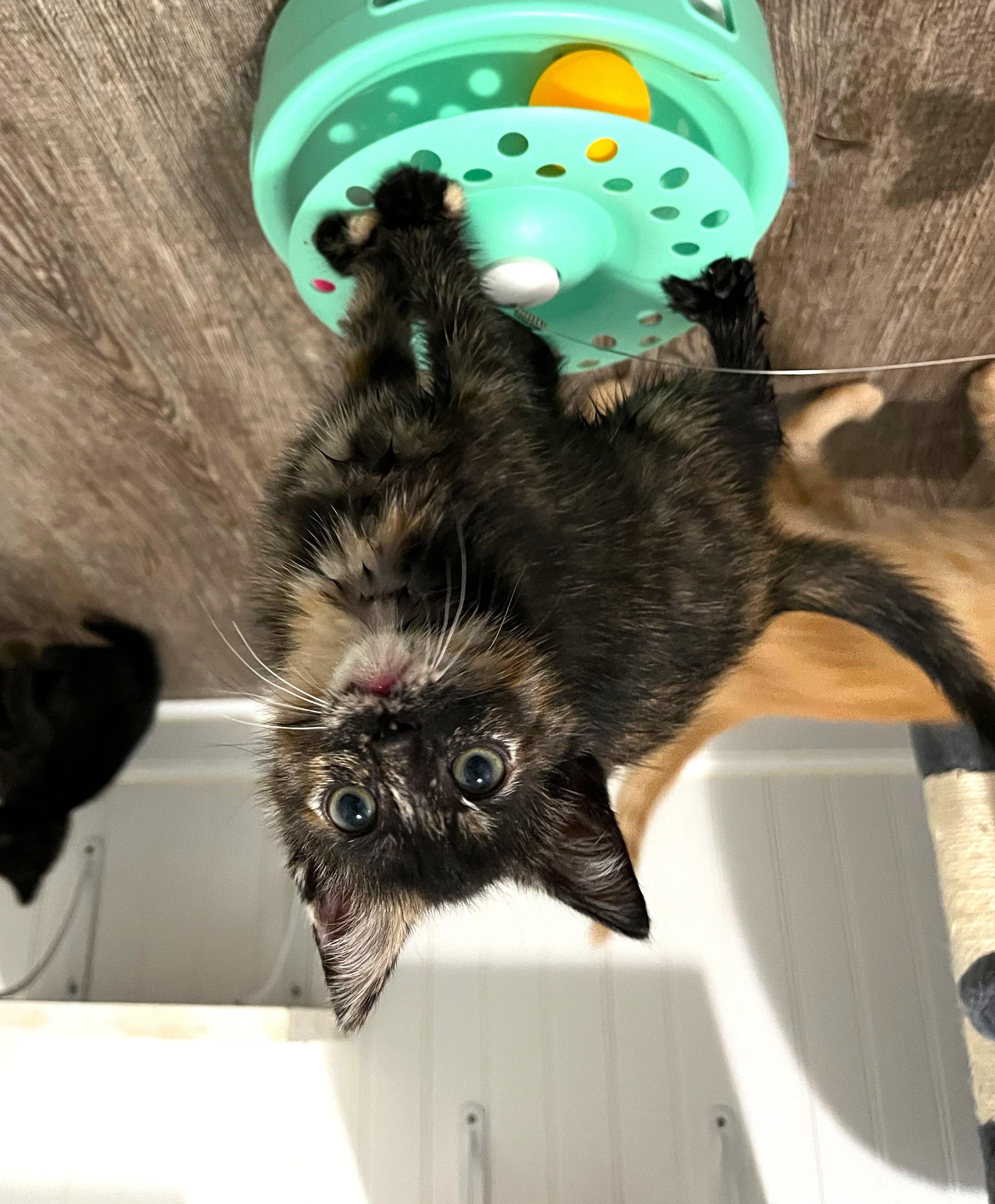 Dove, Baby Female Tortoiseshell