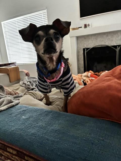 Estrella, a Adoptable Chihuahua in San Diego, CA image 1/3