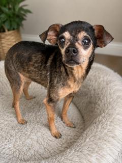 Estrella, a Adoptable Chihuahua in San Diego, CA image 2/3