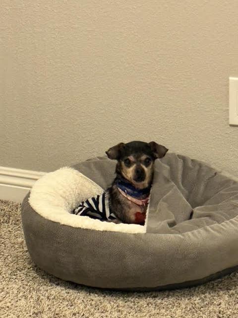 Estrella, a Adoptable Chihuahua in San Diego, CA image 3/3