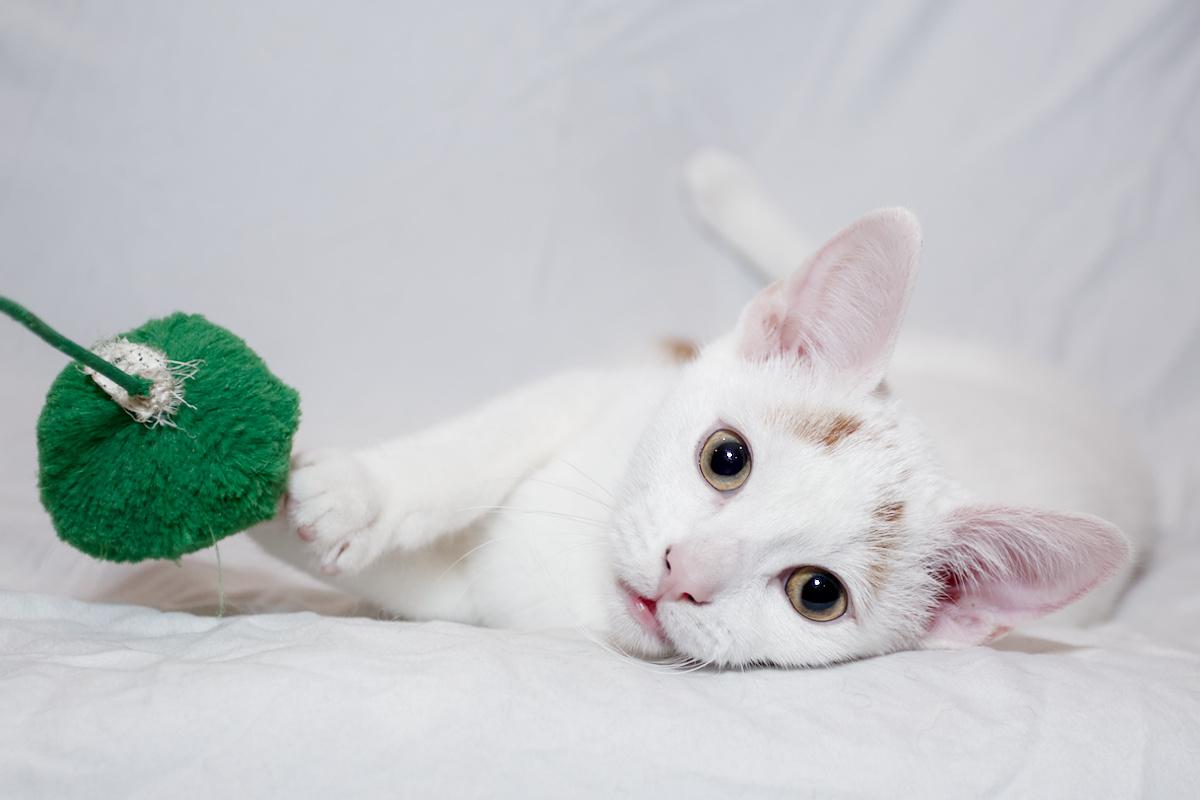 Barley, Adoptable, Young Male Domestic Short Hair.