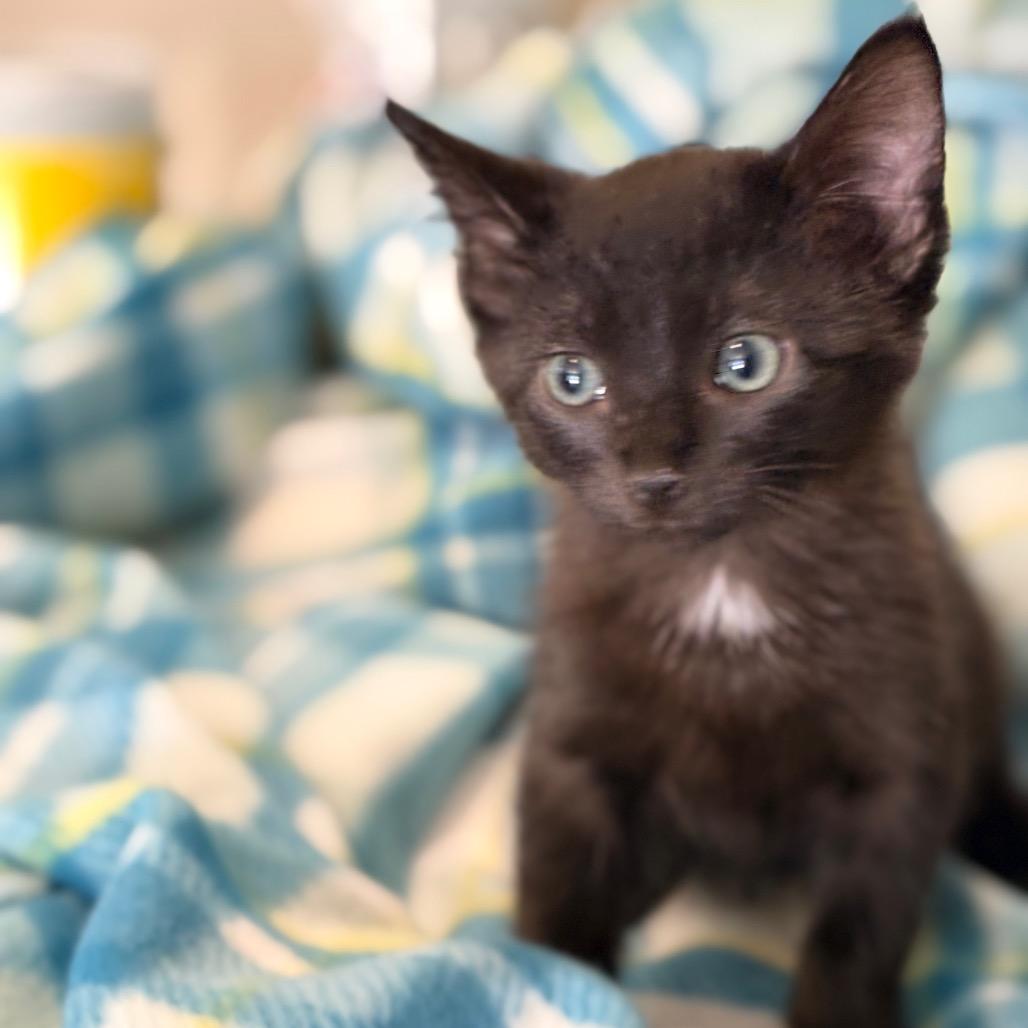 Enlarge Benji, a Adopted Domestic Short Hair in Blackfoot, ID image 1/1