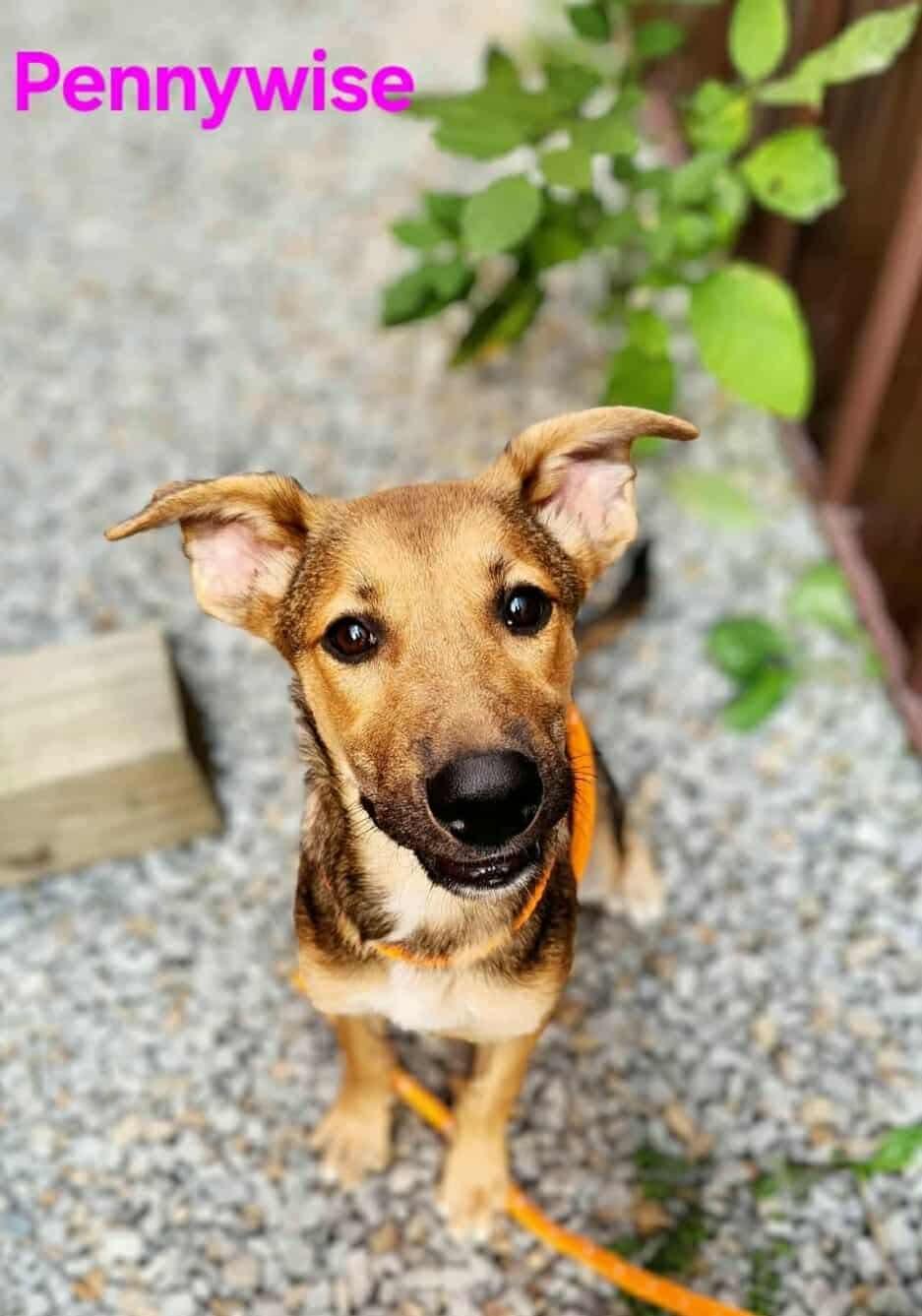 Enlarge Pennywise, a Adoptable Mixed Breed in Greenville, KY image 1/1