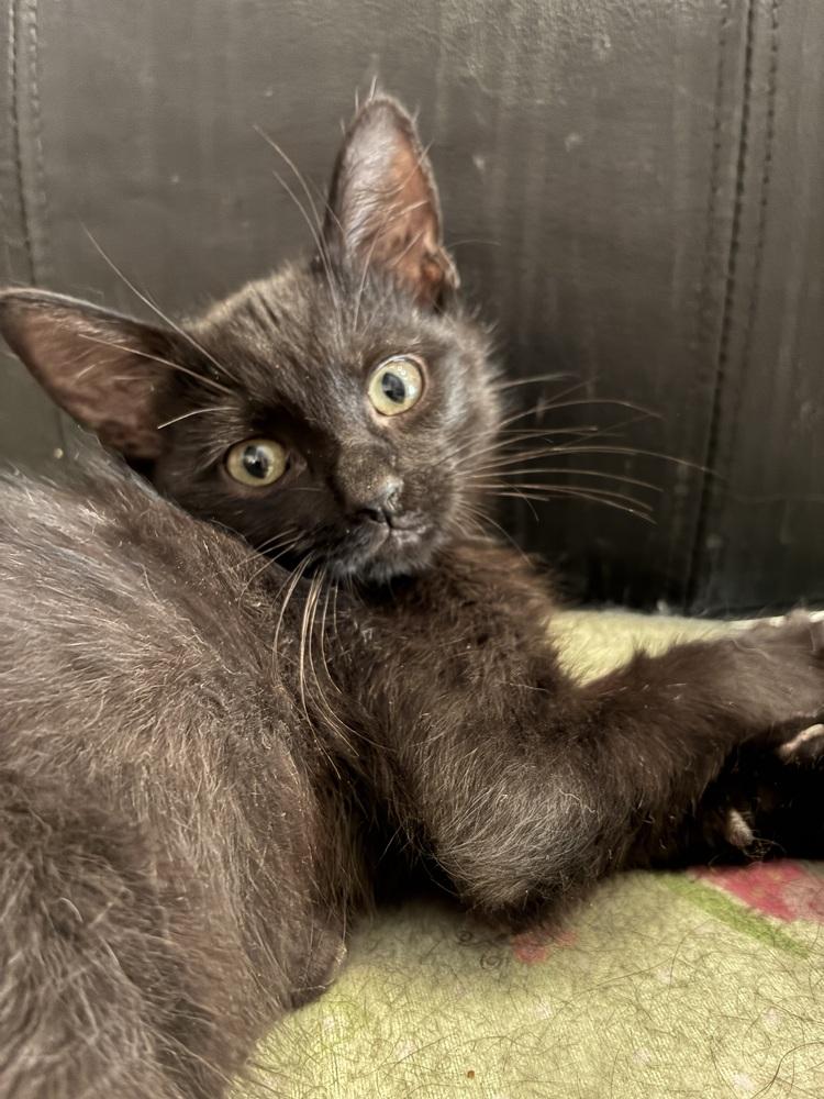 Nova, Adoptable, Kitten Male Domestic Short Hair.