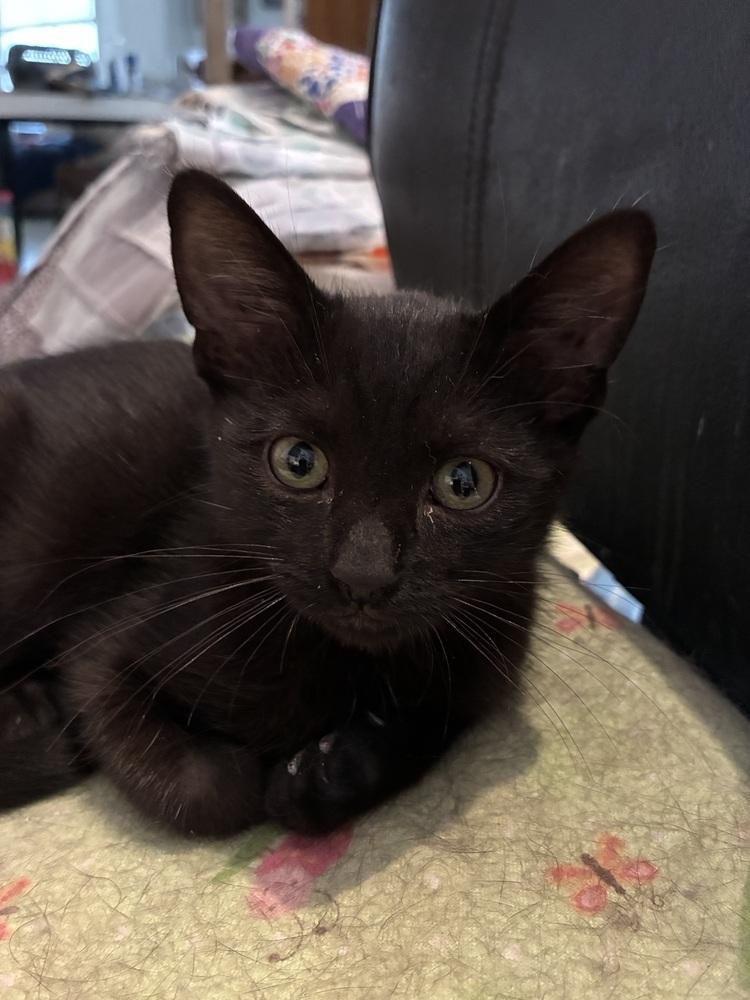 Enlarge Nova, a Adoptable Domestic Short Hair in Oakdale, CA image 2/4