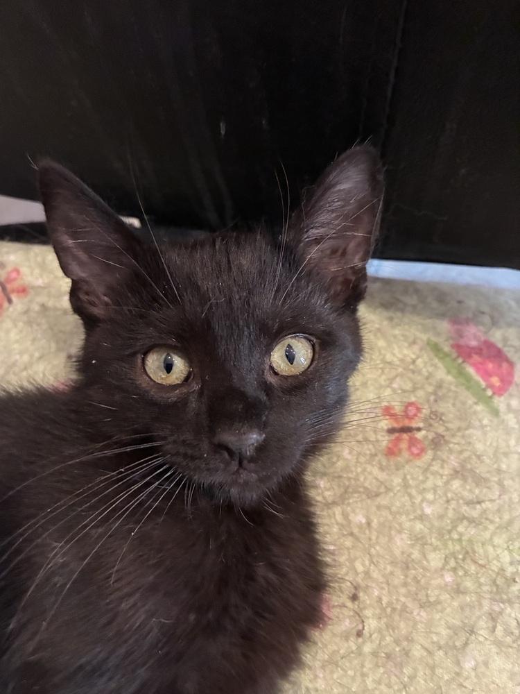 Enlarge Nova, a Adoptable Domestic Short Hair in Oakdale, CA image 3/4