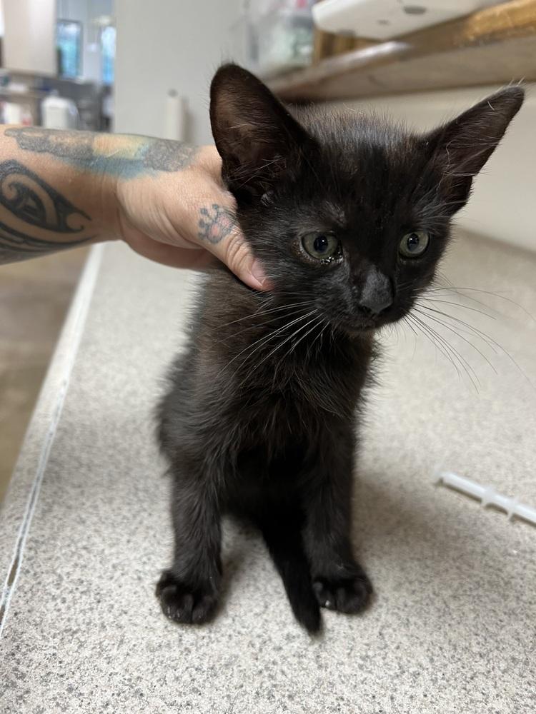 Enlarge Nova, a Adoptable Domestic Short Hair in Oakdale, CA image 4/4