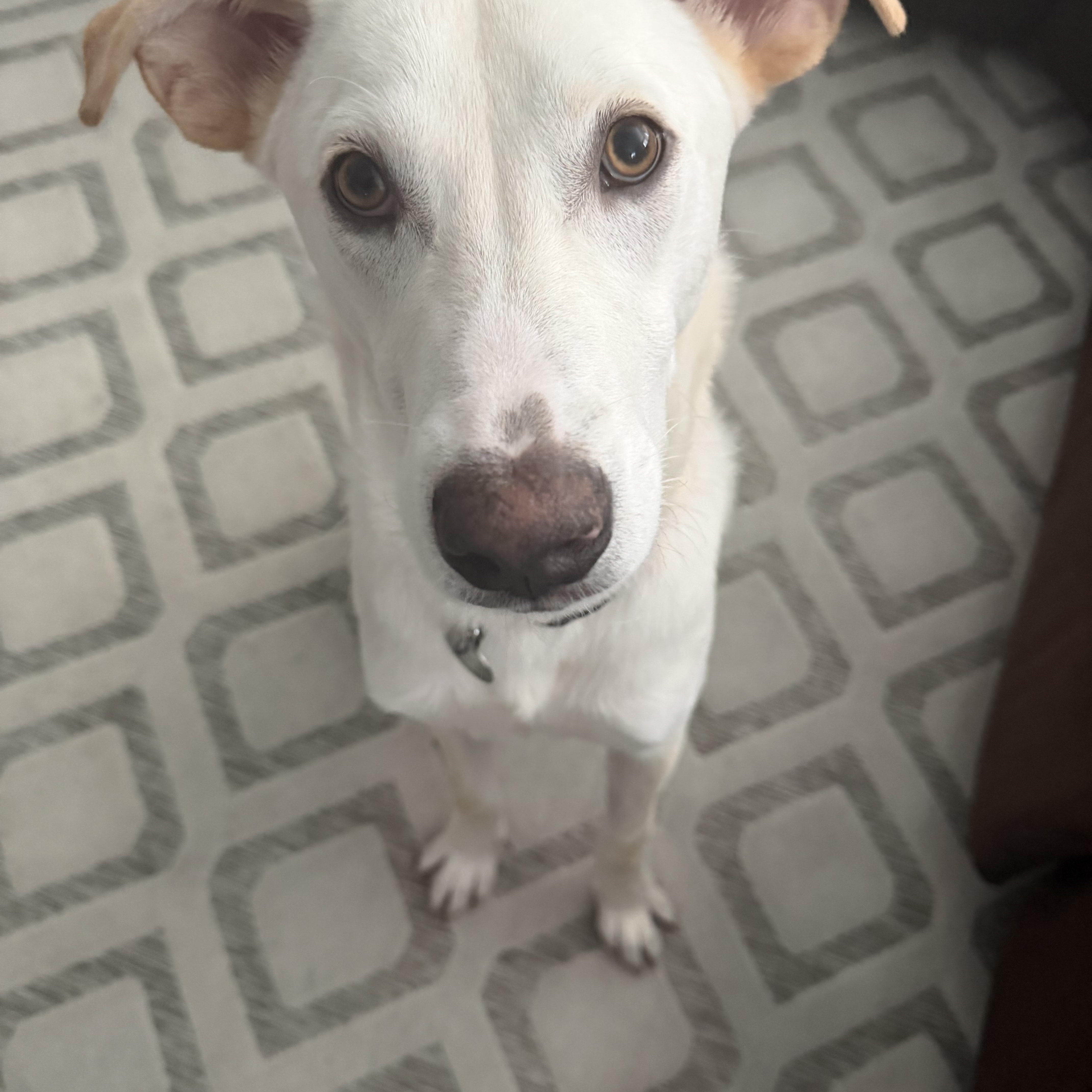 Remmington, an adopted mixed breed in Houston, TX image 3/3