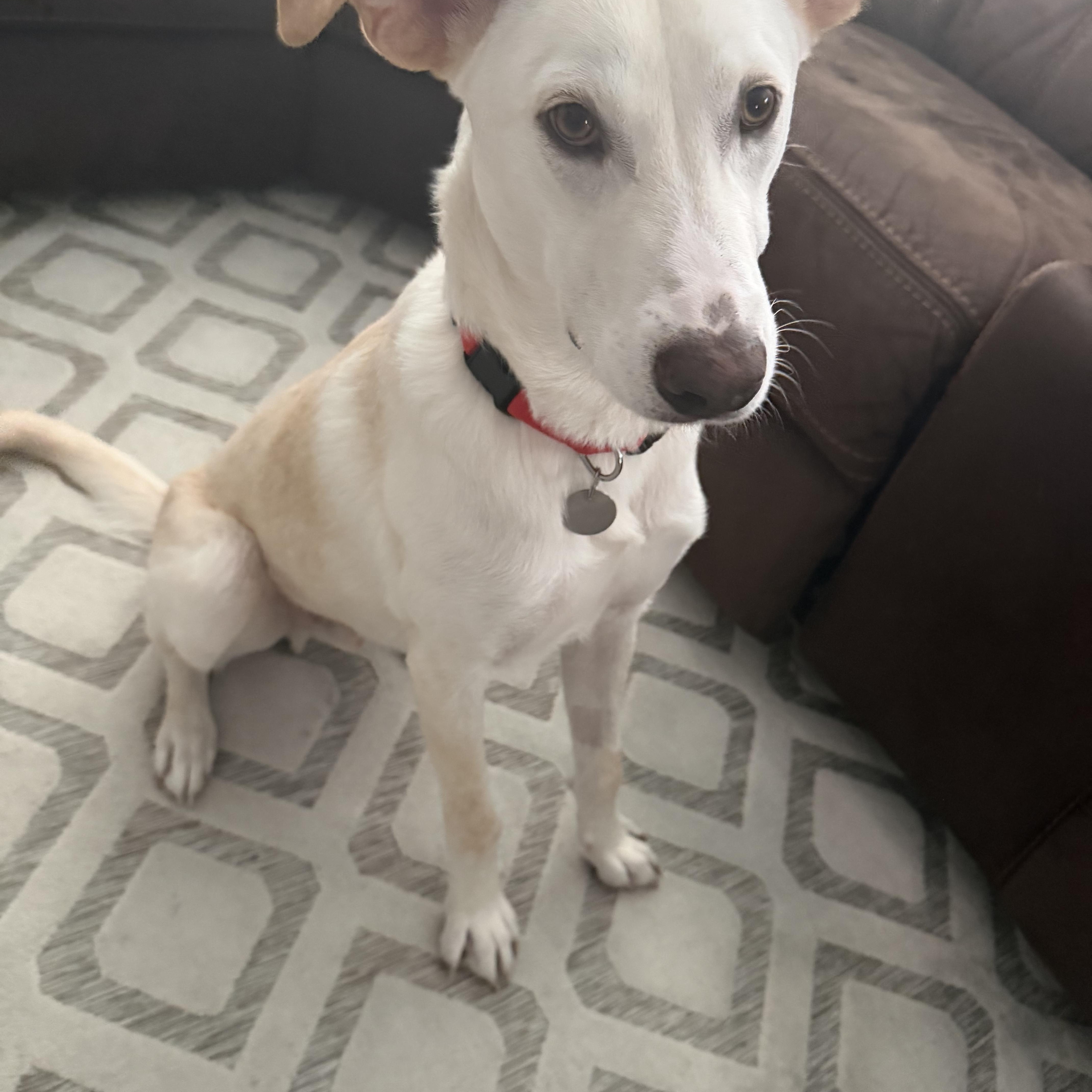 Remmington, an adopted mixed breed in Houston, TX image 2/3