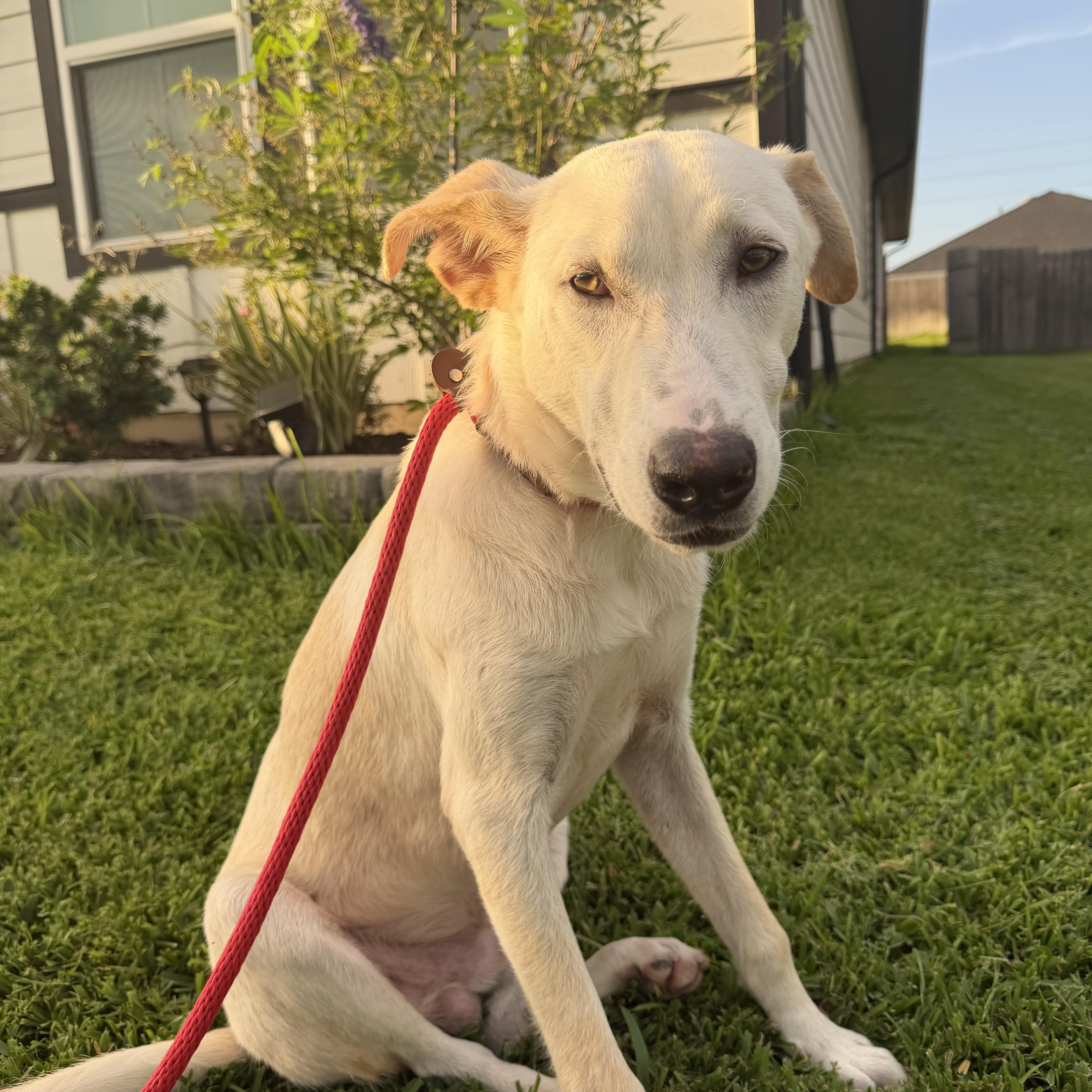 Remmington, adopted, Young Male Yellow Labrador Retriever.