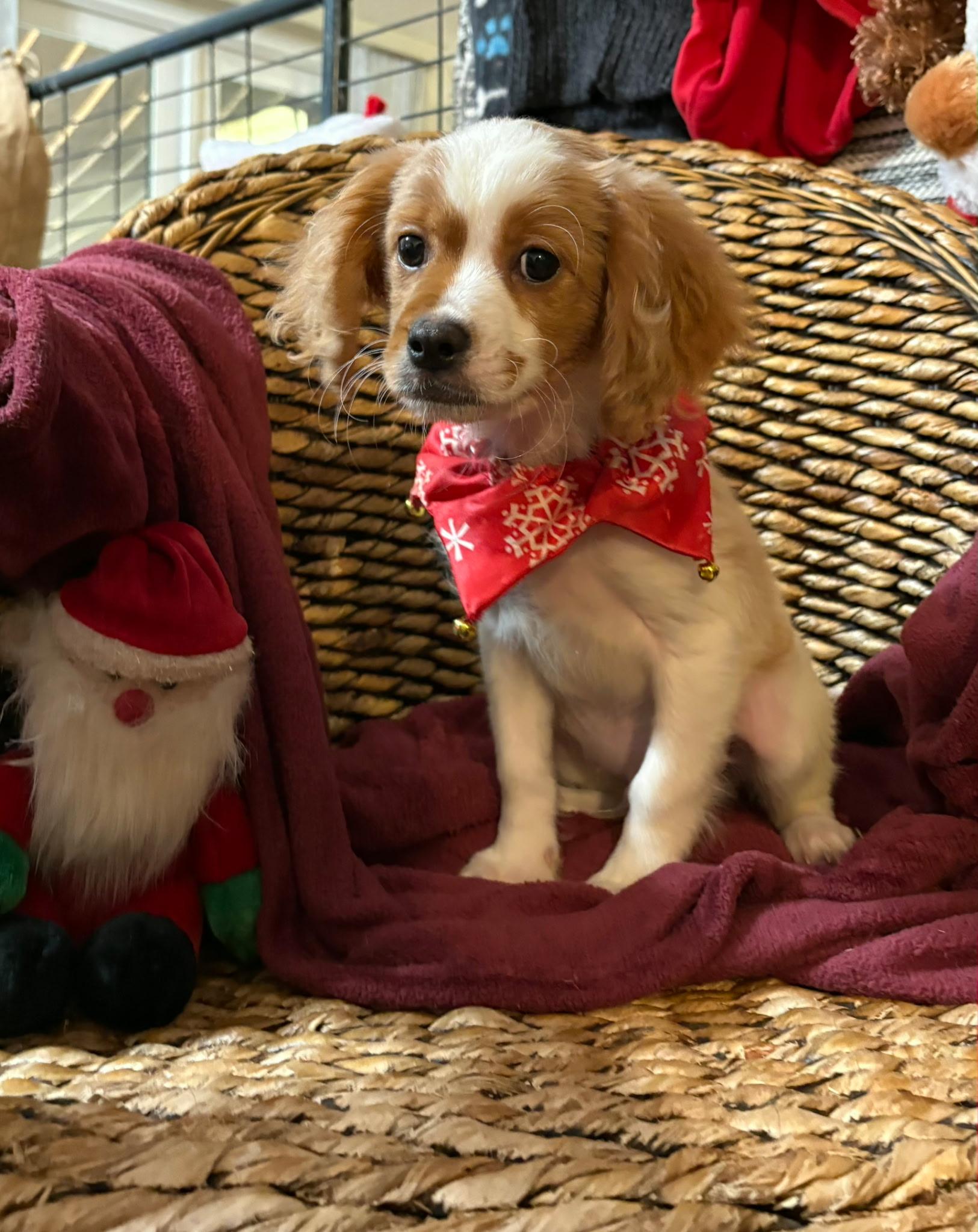 Enlarge Bam Bam, a ADOPTABLE mixed breed in Oakland, CA image 2/3