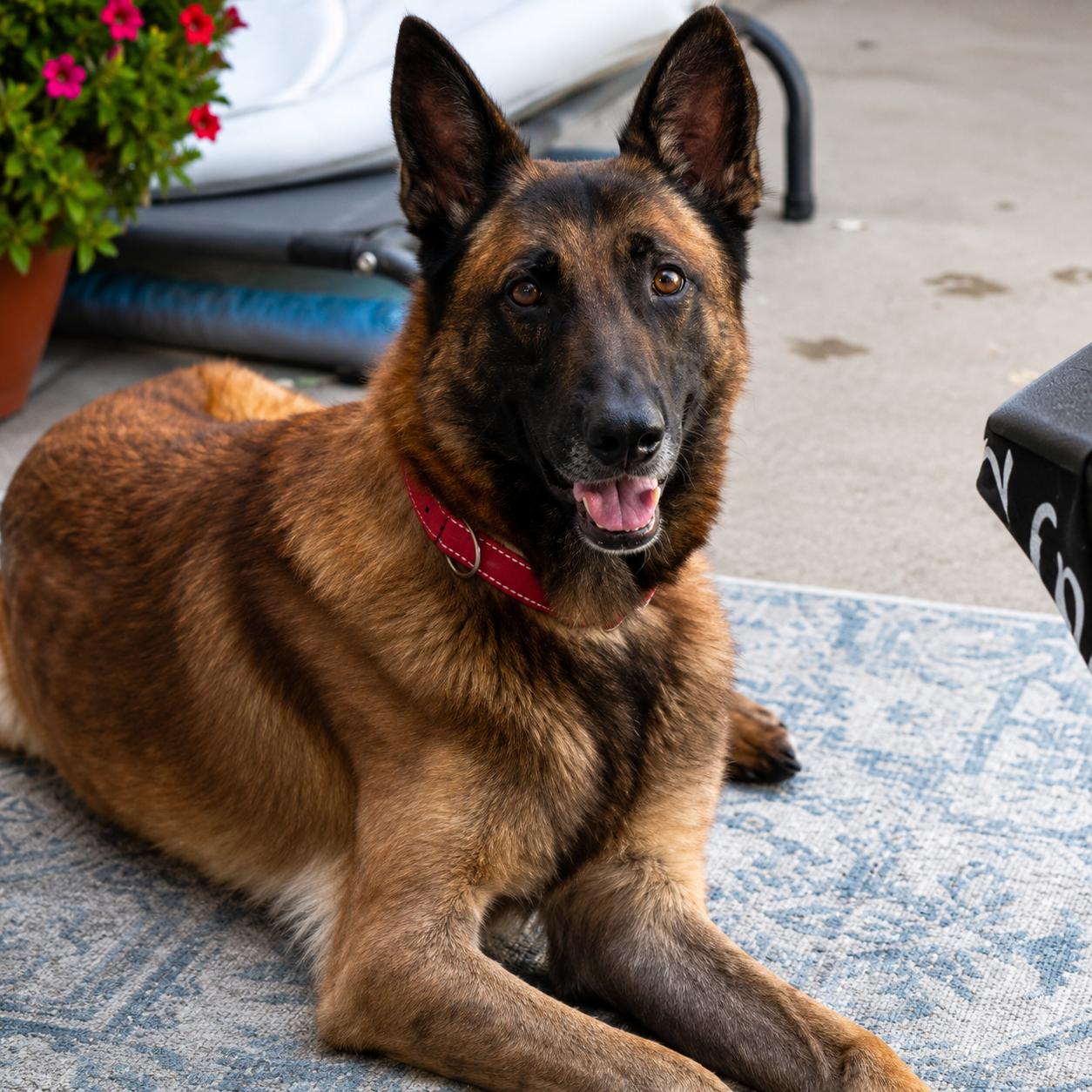 Kobe, adopted, Adult Male Belgian Shepherd / Malinois.