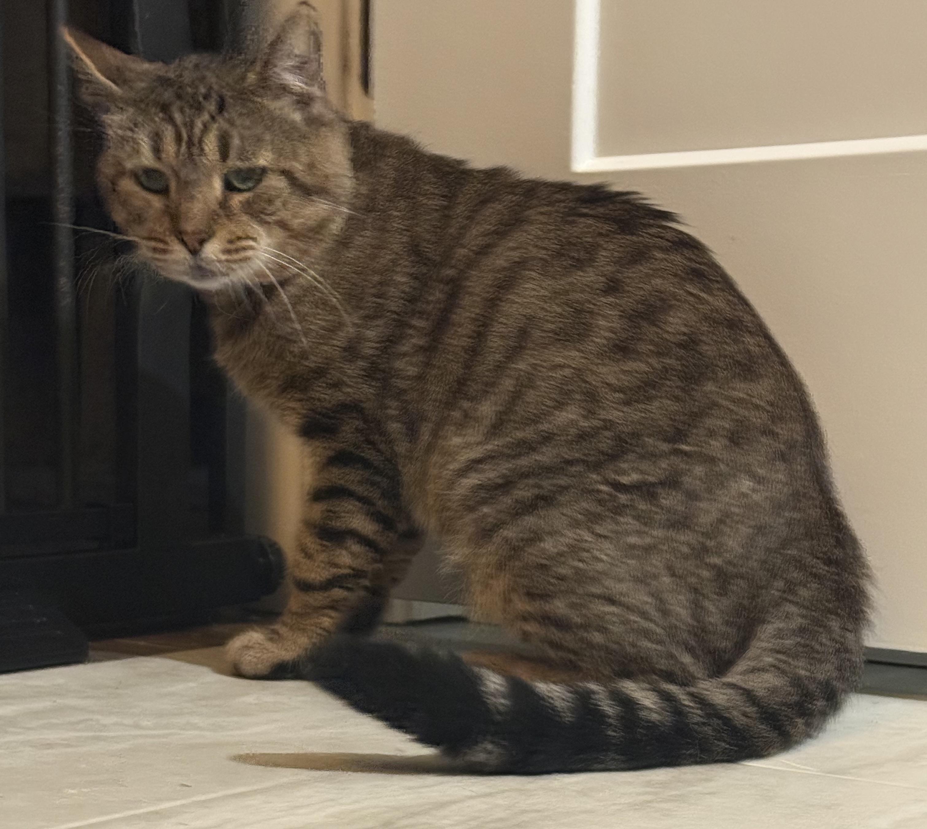 Darwin, a Adoptable Domestic Short Hair in CANONSBURG, PA image 1/3