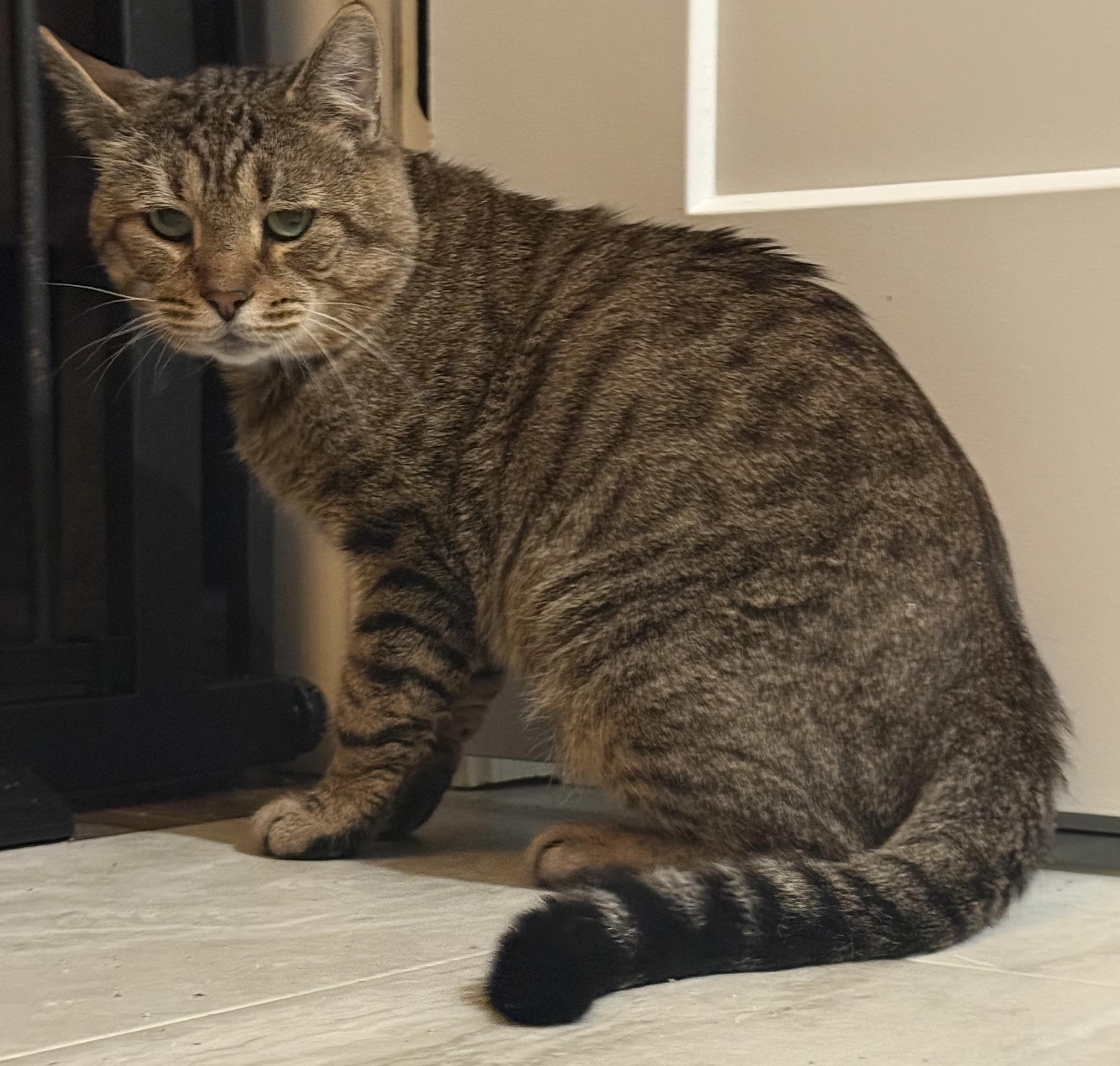 Darwin, a Adoptable Domestic Short Hair in CANONSBURG, PA image 2/3