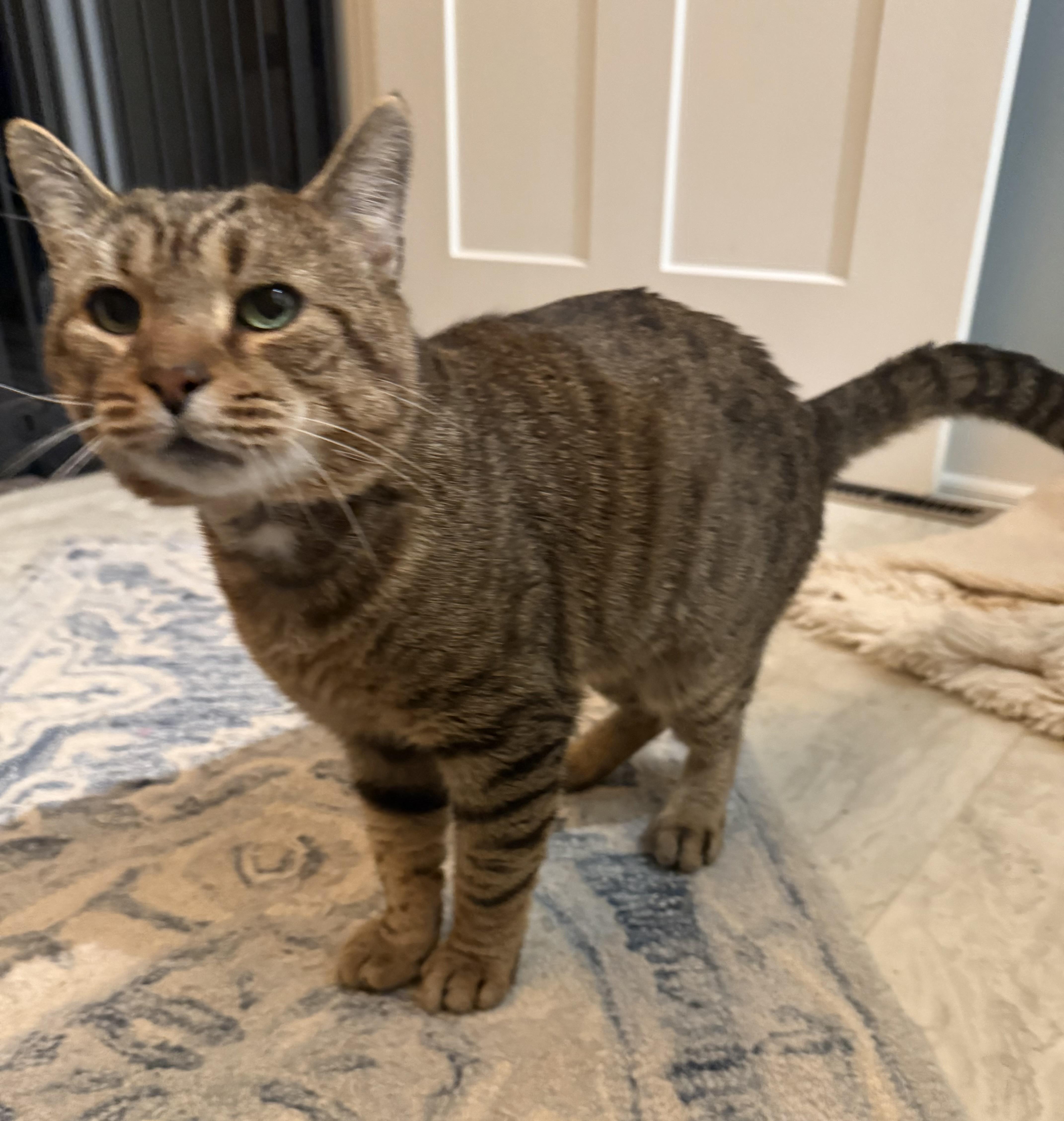 Darwin, a Adoptable Domestic Short Hair in CANONSBURG, PA image 3/3