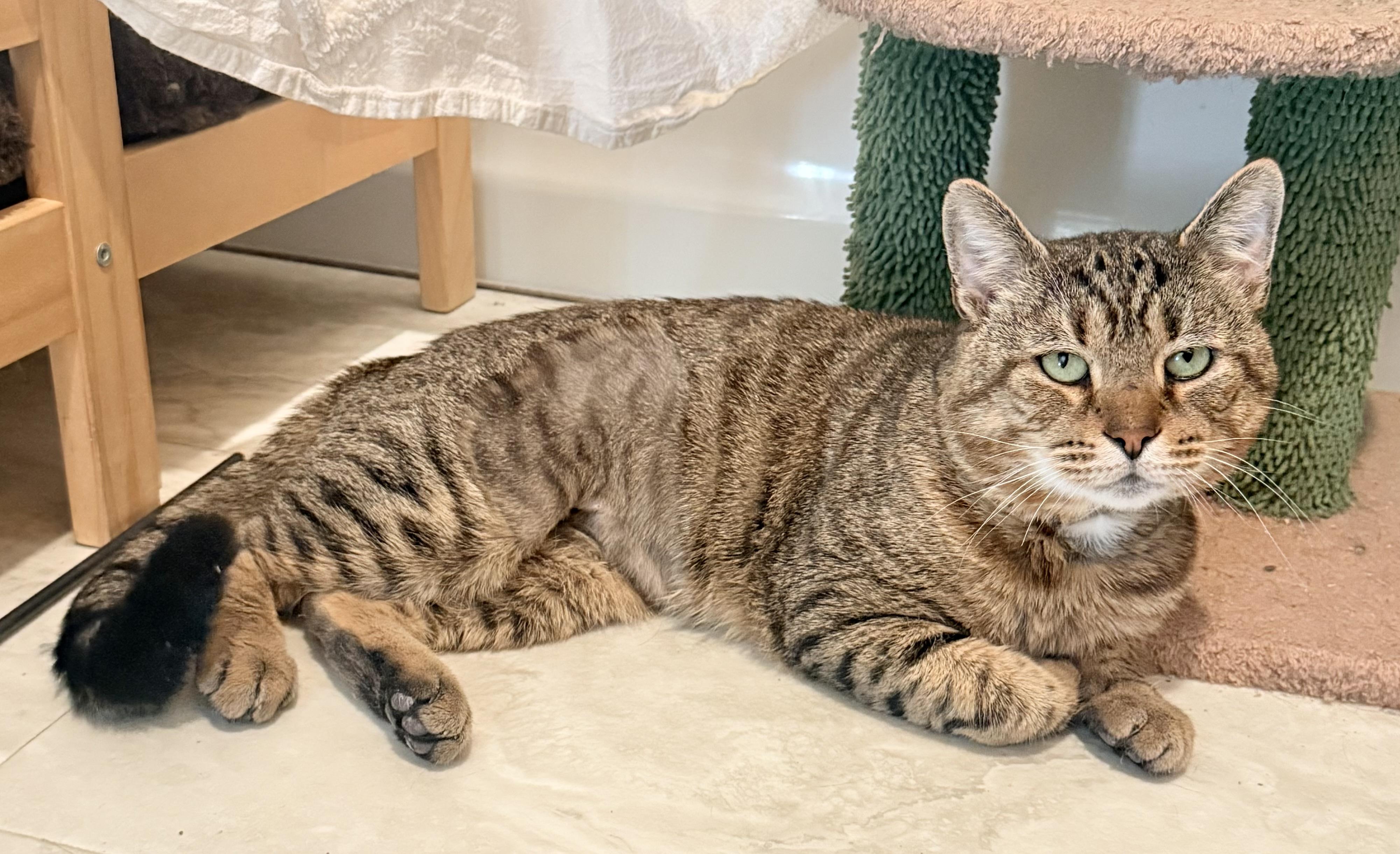 Darwin, Adoptable, Senior Male Domestic Short Hair.