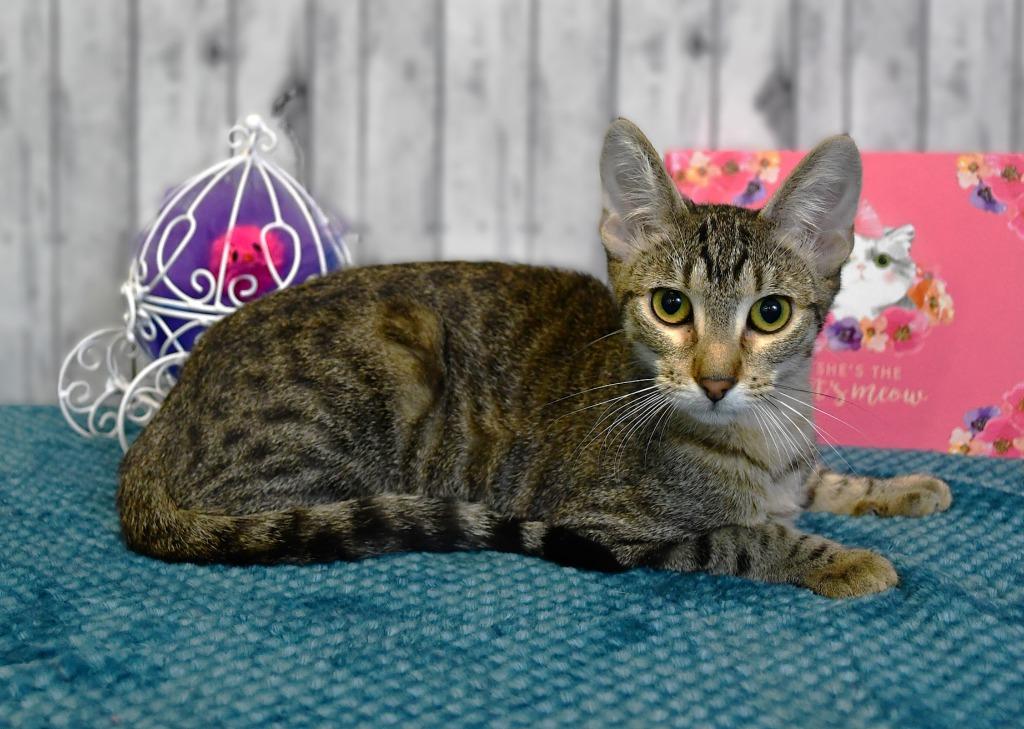 Enlarge Jackie, a Adoptable mixed breed in Roanoke, TX image 2/3