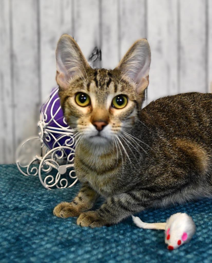 Enlarge Jackie, a Adoptable mixed breed in Roanoke, TX image 3/3