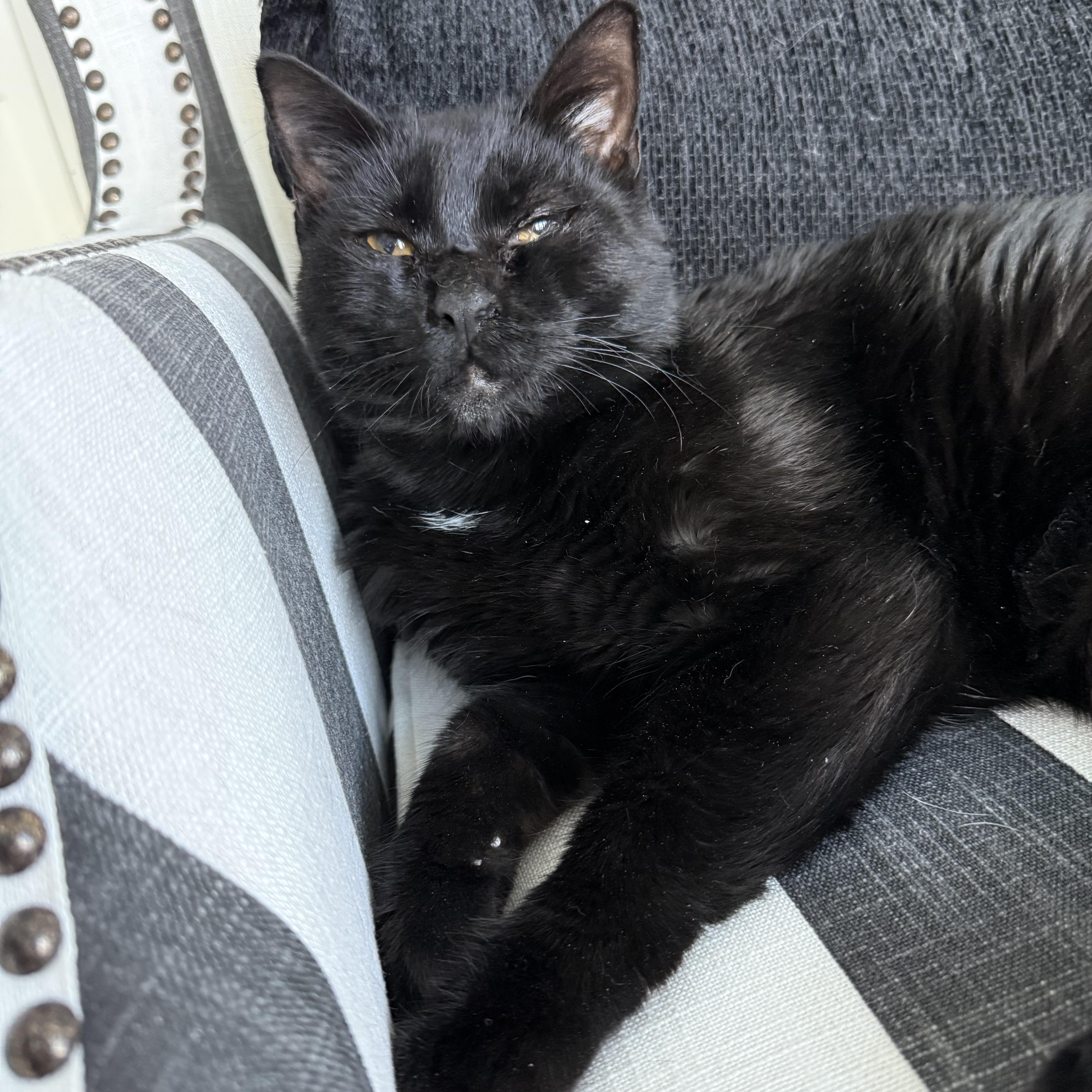 Enlarge Enzo, a Adoptable Domestic Short Hair in Parkland, FL image 2/4