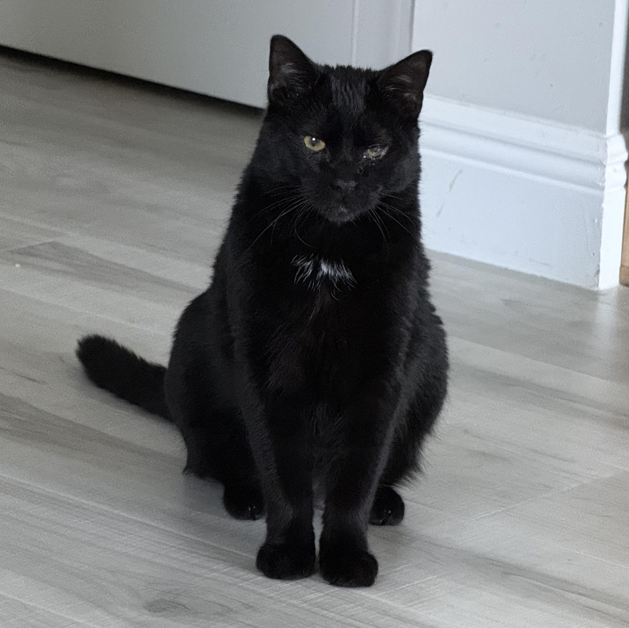 Enlarge Enzo, a Adoptable Domestic Short Hair in Parkland, FL image 4/4