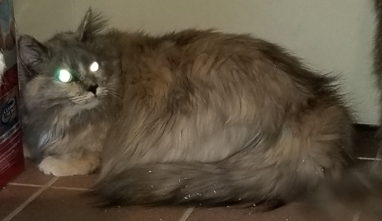 ZILLI, a Adoptable mixed breed in Sardinia, OH image 1/6