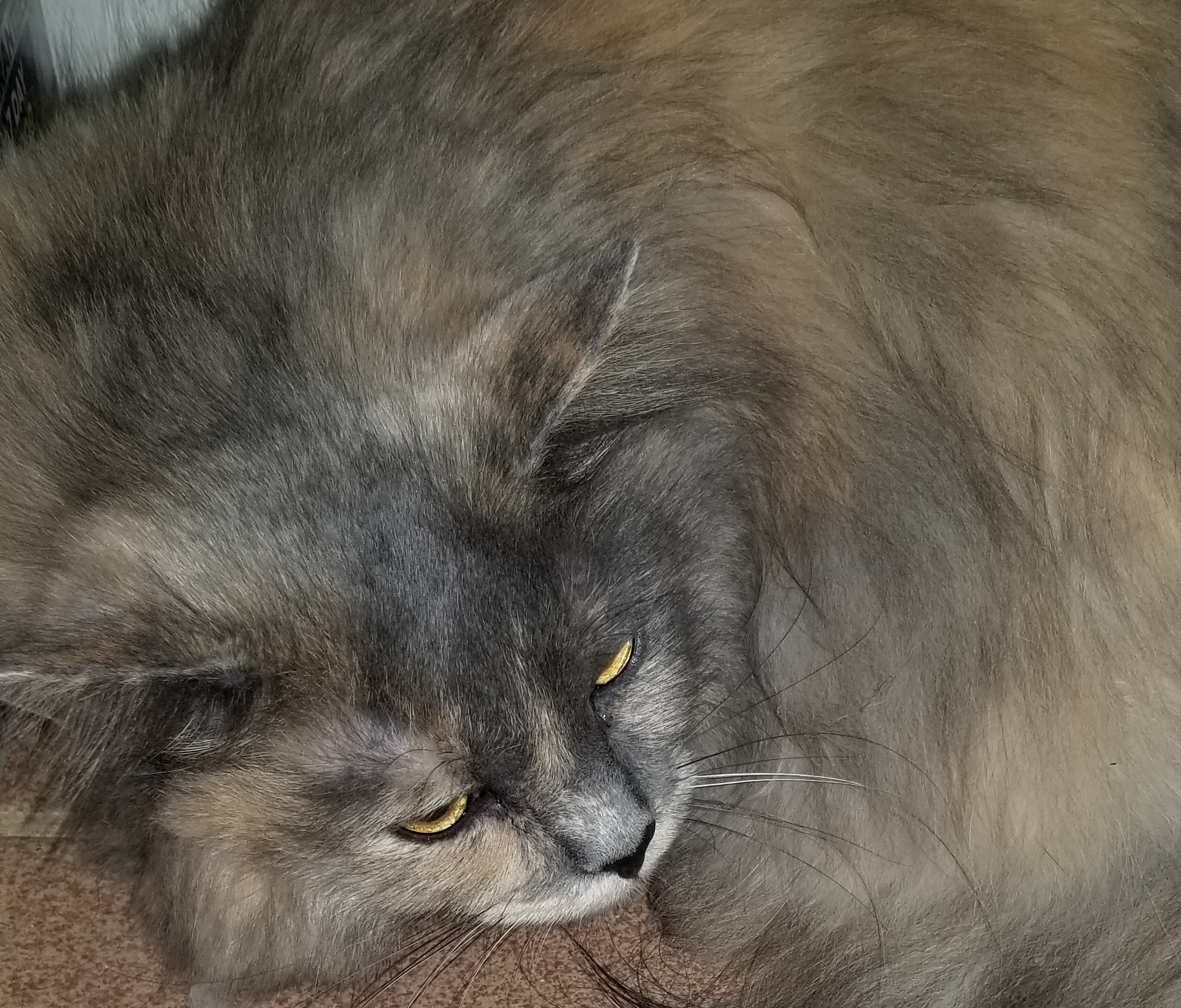 ZILLI, a Adoptable mixed breed in Sardinia, OH image 2/6