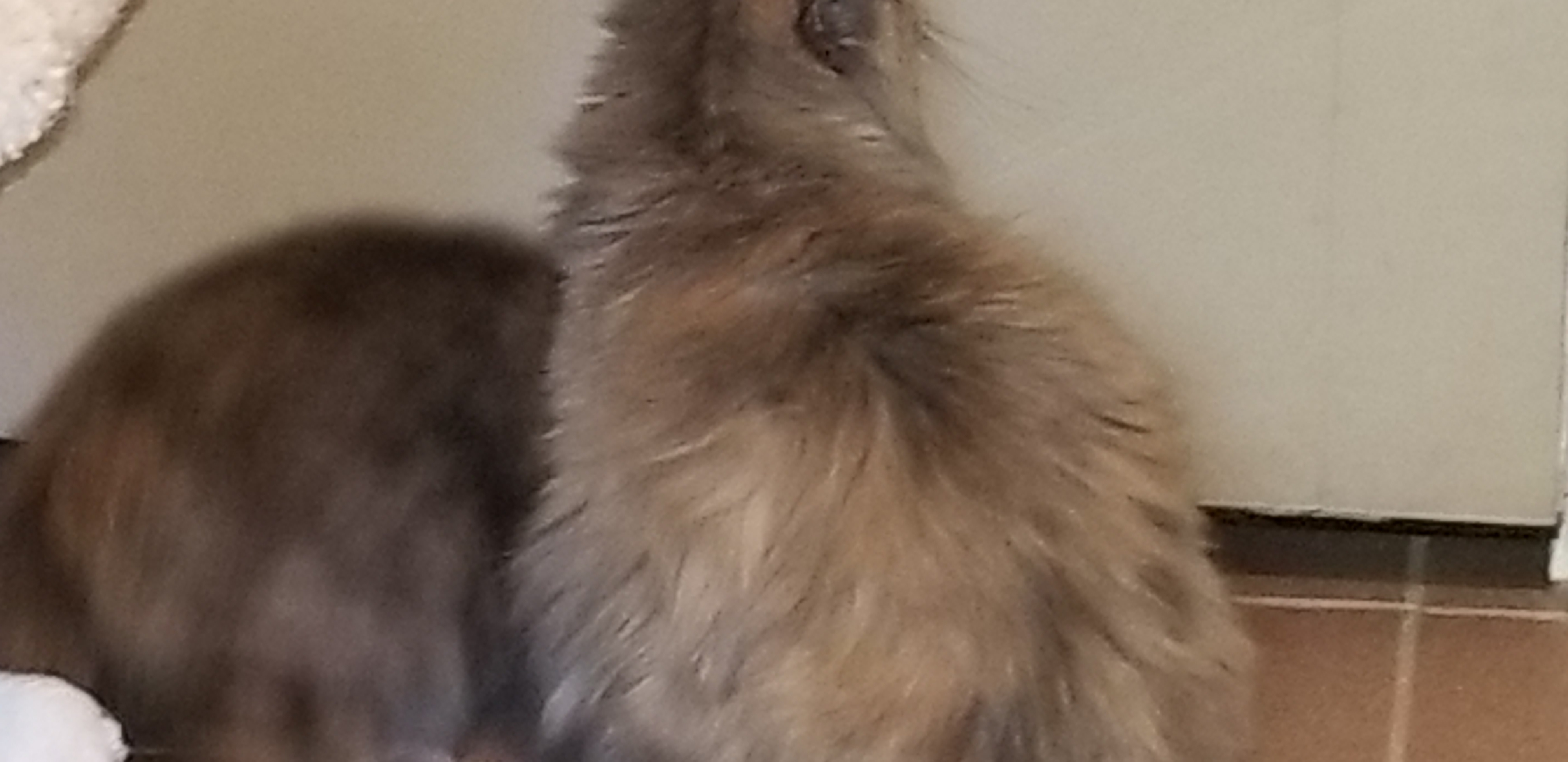 ZILLI, a Adoptable mixed breed in Sardinia, OH image 3/6