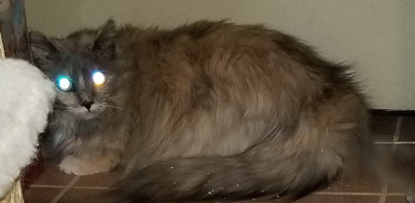 ZILLI, a Adoptable mixed breed in Sardinia, OH image 4/6