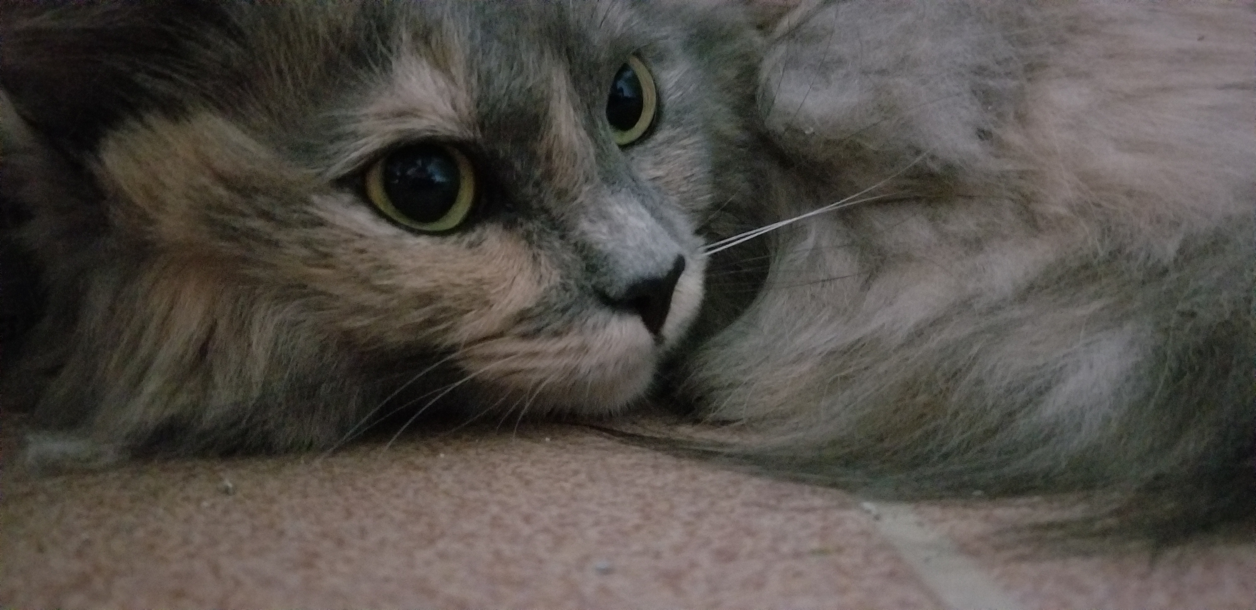 ZILLI, a Adoptable mixed breed in Sardinia, OH image 5/6