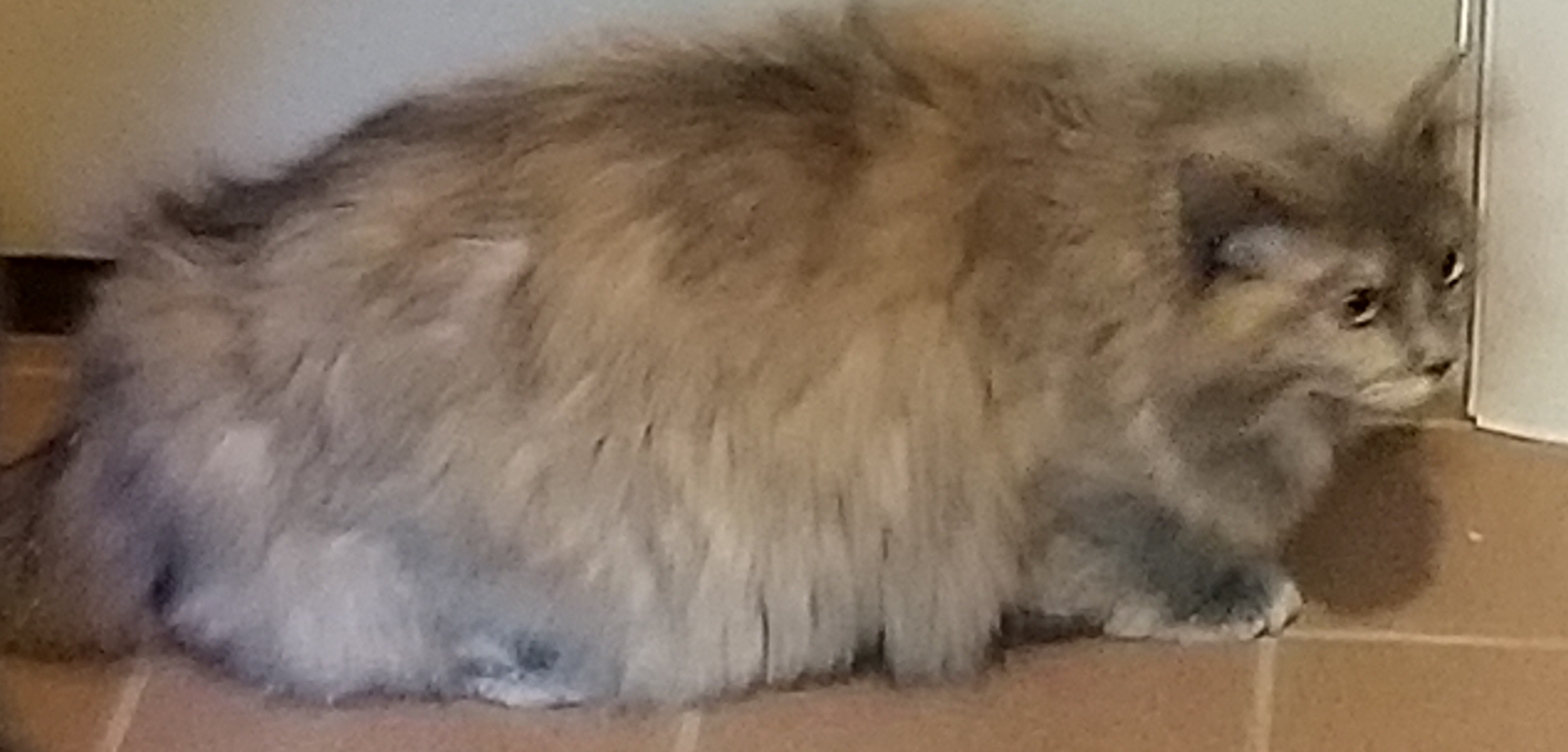 ZILLI, a Adoptable mixed breed in Sardinia, OH image 6/6