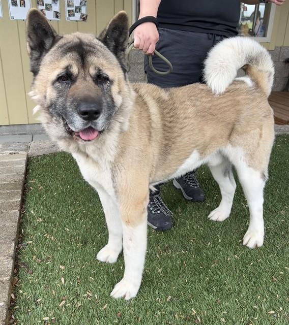 Enlarge Tashi , a ADOPTABLE Akita in Phoenix, OR image 3/3