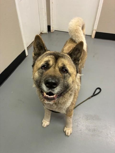 Enlarge Tashi , a ADOPTABLE Akita in Phoenix, OR image 1/3