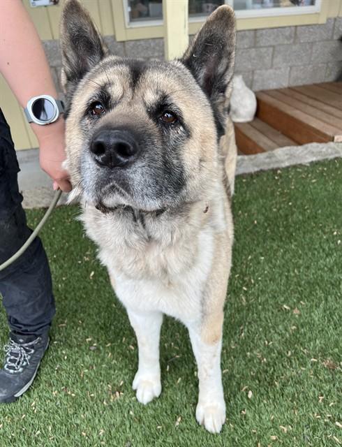 Enlarge Tashi , a ADOPTABLE Akita in Phoenix, OR image 2/3