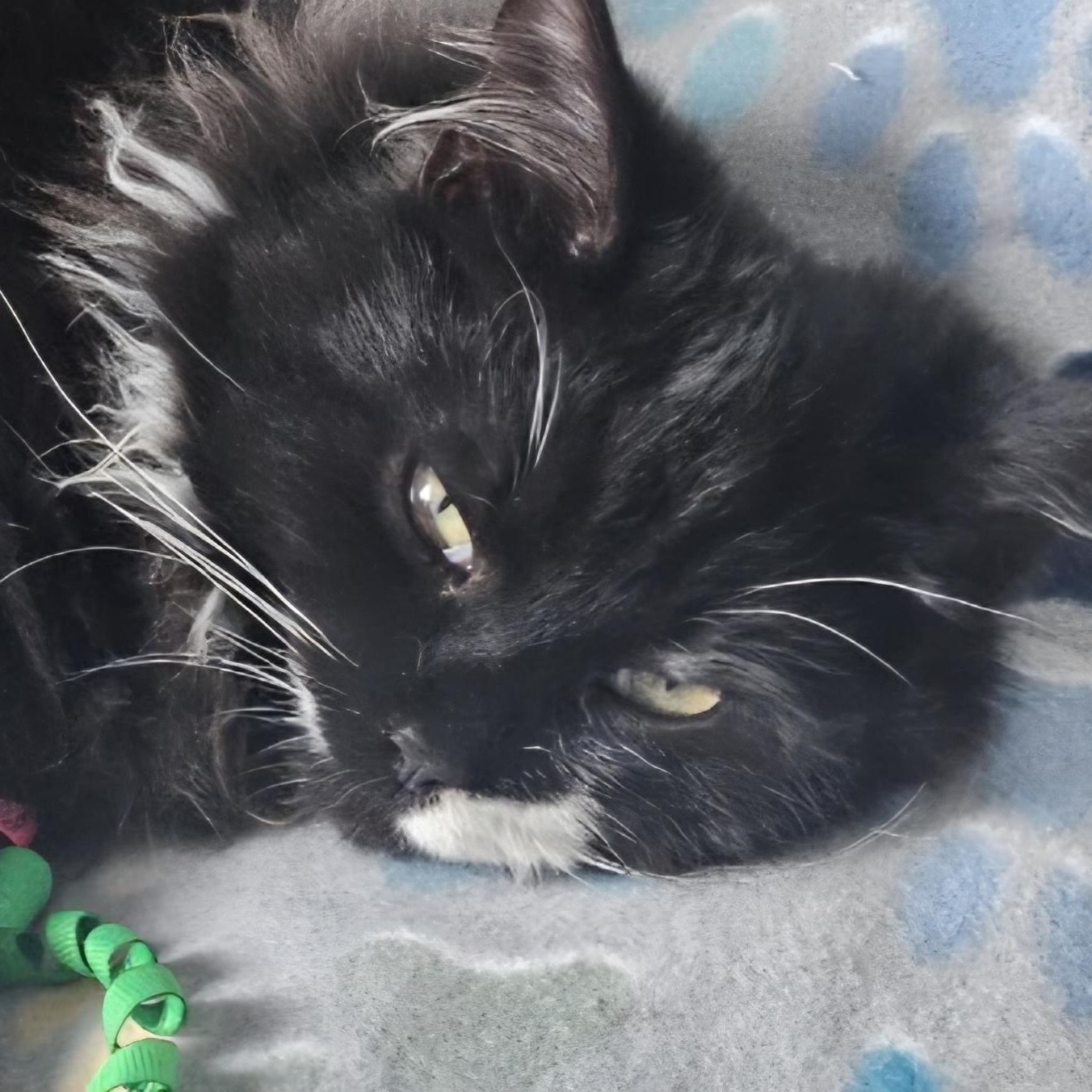 KARMA, adopted, Kitten Male Domestic Long Hair.