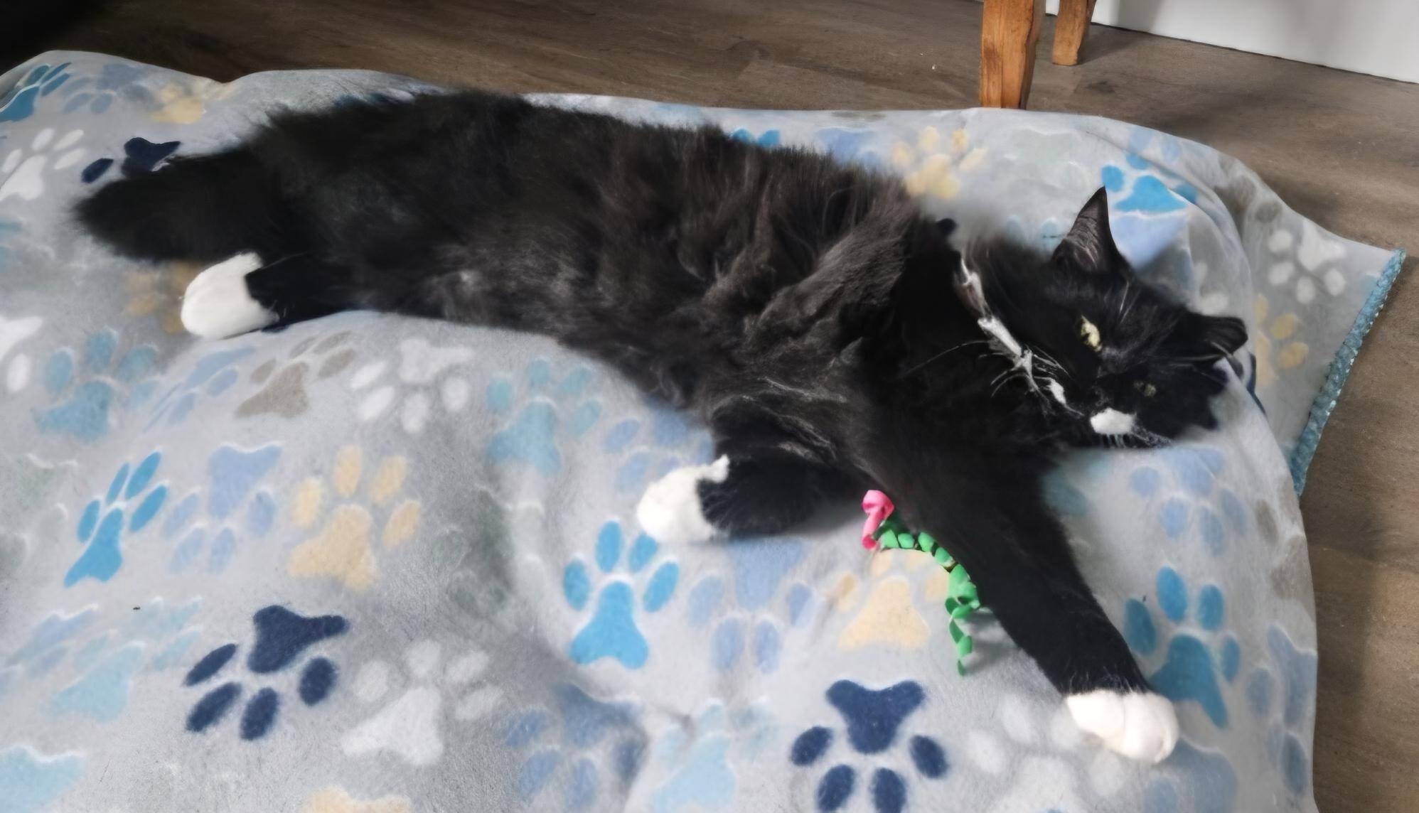 Enlarge KARMA, an adopted Domestic Long Hair in Puyallup, WA image 2/2