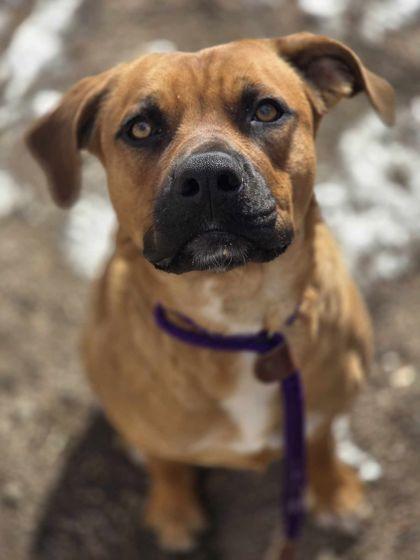 Punter, Adoptable, Adult Male Mixed Breed.