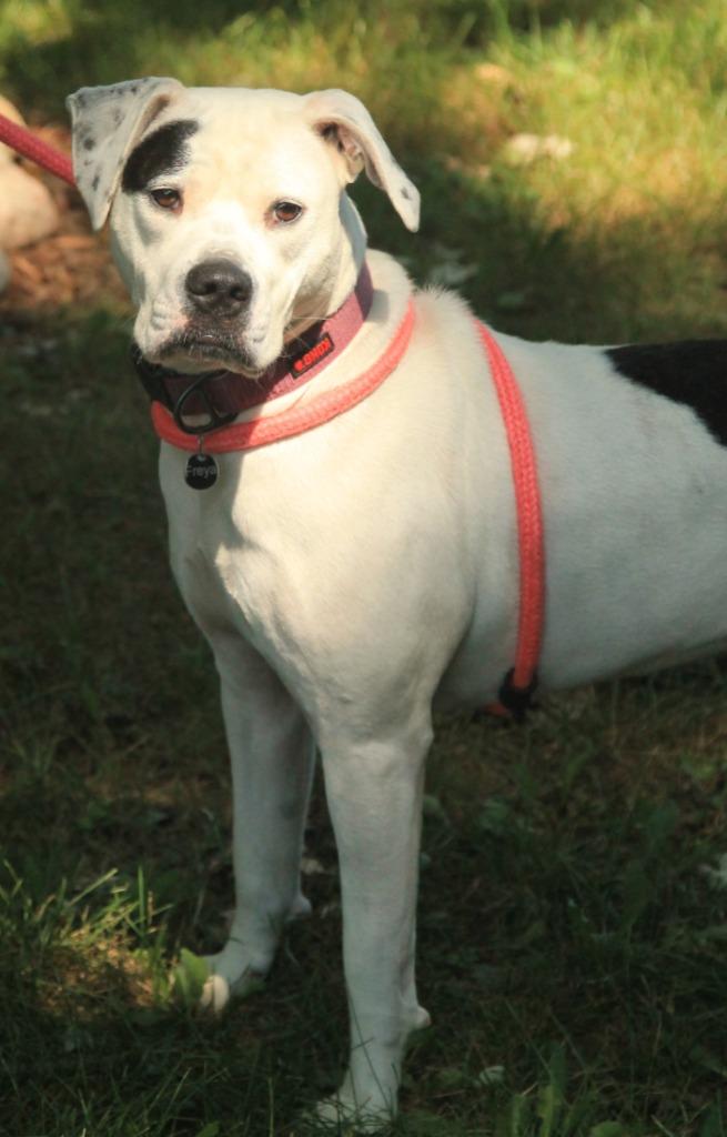 Enlarge Freya, a Adoptable mixed breed in Utica, MI image 2/4