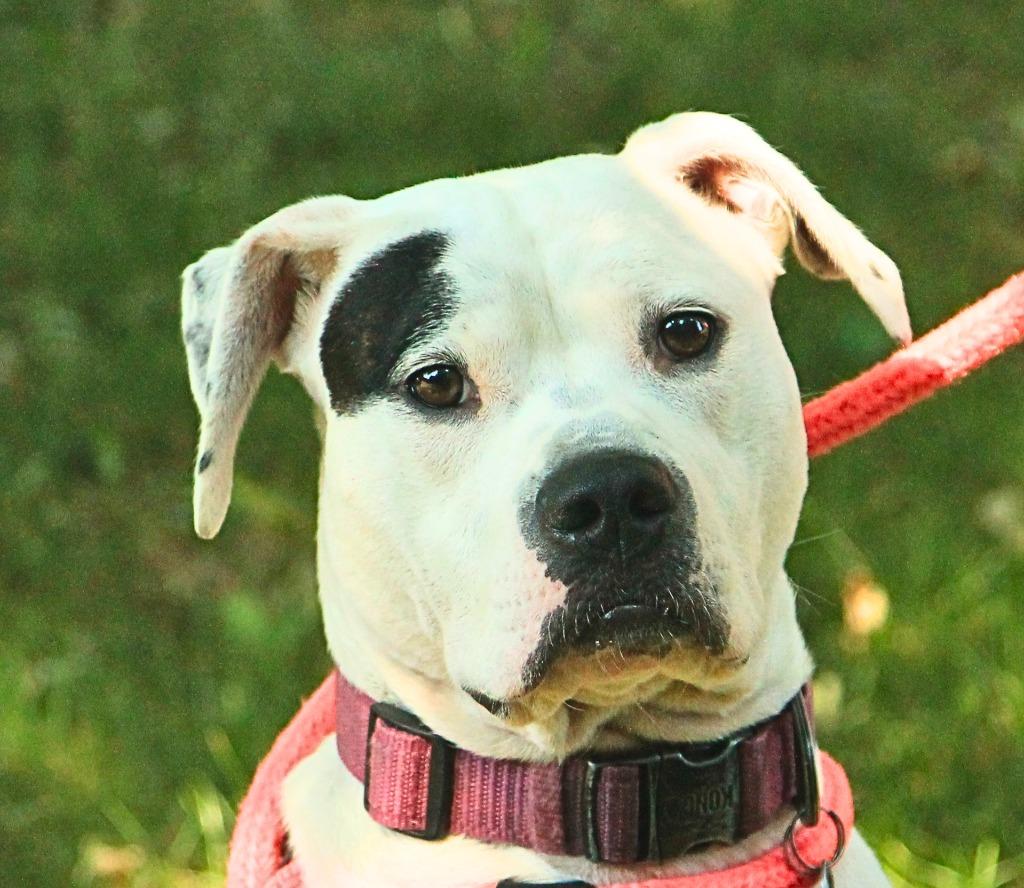 Enlarge Freya, a Adoptable mixed breed in Utica, MI image 3/4