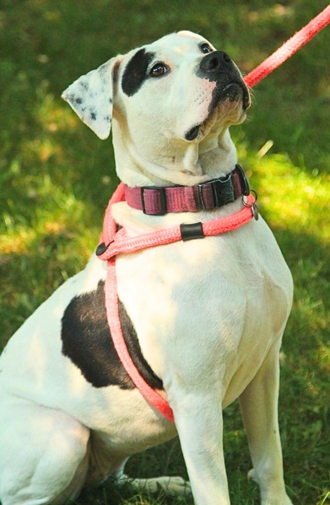 Enlarge Freya, a Adoptable mixed breed in Utica, MI image 4/4