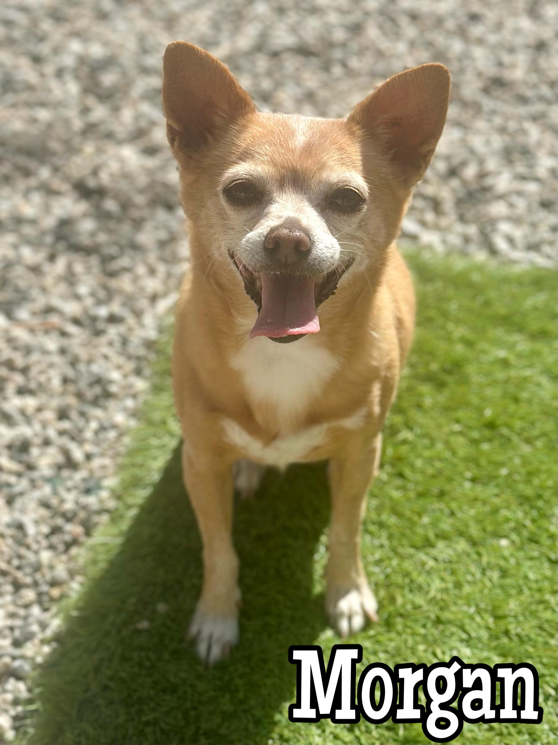 Morgan, adopted, Adult Female Chihuahua.