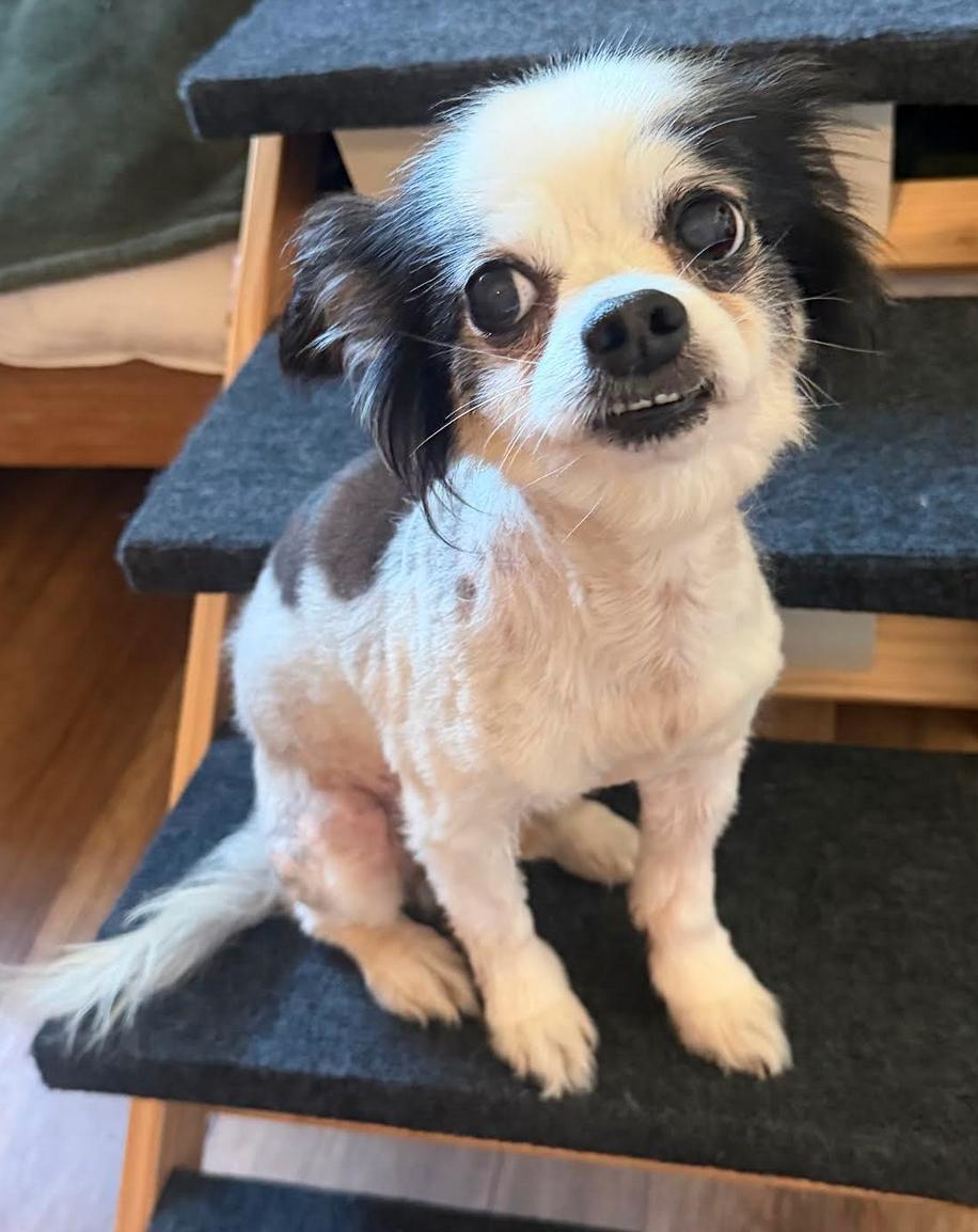 Chipper, Adoptable, Senior Male Chihuahua.