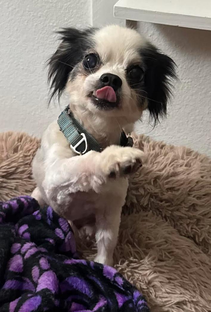 Enlarge Chipper, a Adoptable Chihuahua in Osteen, FL image 2/3