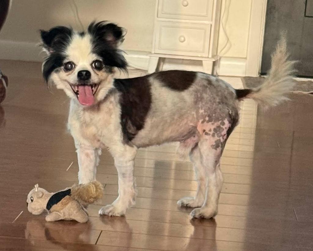 Chipper, Adoptable, Senior Male Chihuahua.