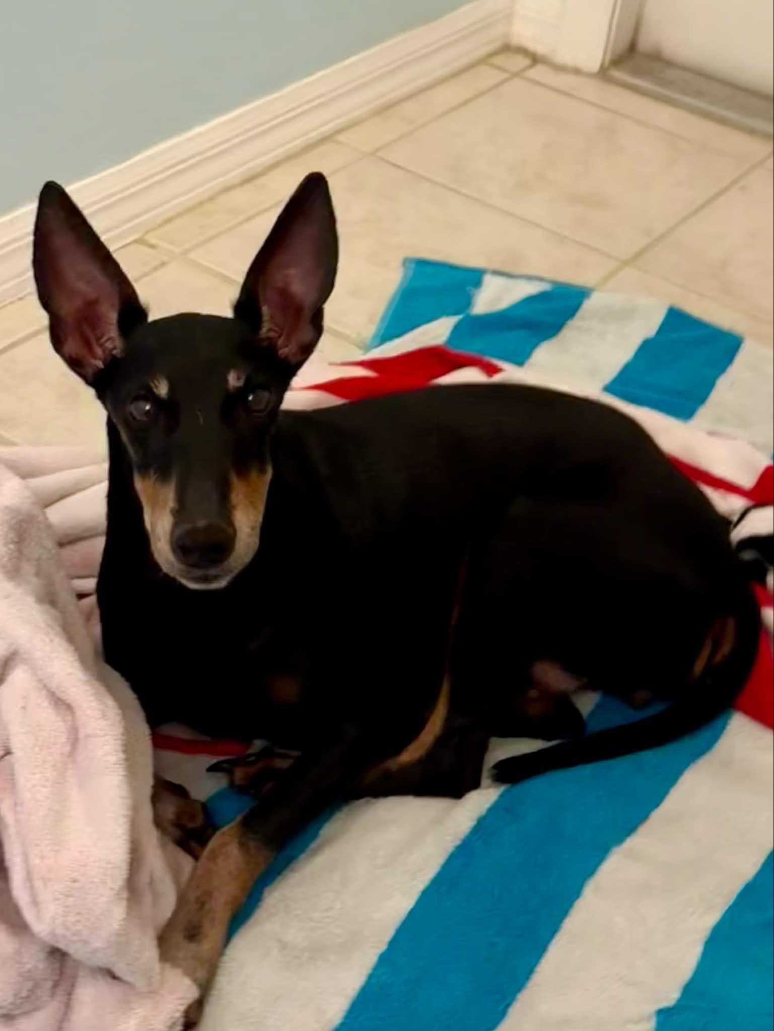 Enlarge Maxine, a Adopted Manchester Terrier in Riverview, FL image 1/1